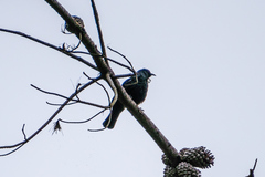 Prosthemadera novaeseelandiae novaeseelandiae