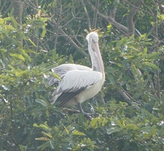 Pelecanus philippensis