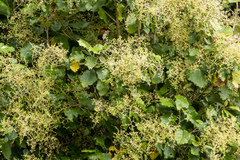 Brachyglottis repanda