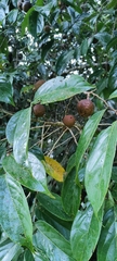 Hydnocarpus pentandrus