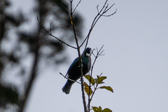 Prosthemadera novaeseelandiae novaeseelandiae
