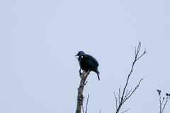 Prosthemadera novaeseelandiae novaeseelandiae