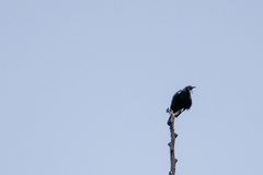 Prosthemadera novaeseelandiae novaeseelandiae