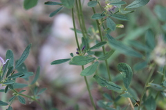 Medicago sativa sativa