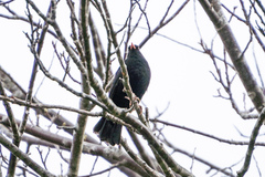 Turdus merula merula
