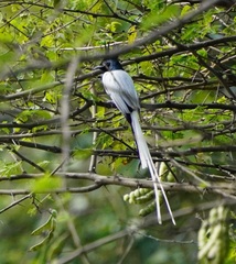 Terpsiphone paradisi