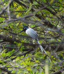 Terpsiphone paradisi