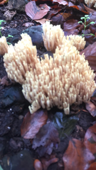 Ramaria stricta