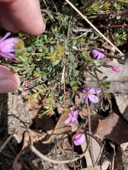 Tetratheca bauerifolia