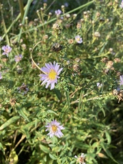 Symphyotrichum novi-belgii