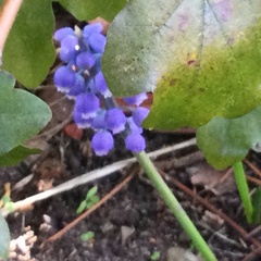 Muscari botryoides