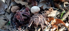Geastrum rufescens