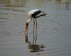 Mycteria leucocephala