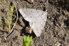 Taxeotis reserata