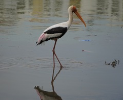 Mycteria leucocephala