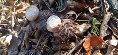 Geastrum rufescens