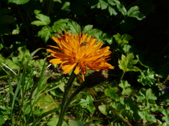 Crepis aurea