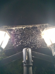 Stegodyphus pacificus