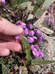 Tetratheca bauerifolia