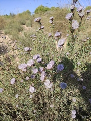 Globularia alypum