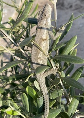 Bradypodion occidentale