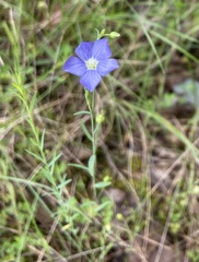 Linum marginale