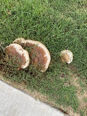 Ganoderma polychromum