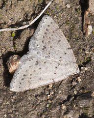 Taxeotis reserata