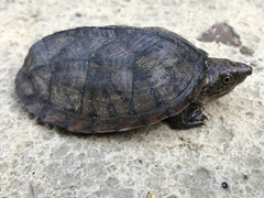 Sternotherus intermedius