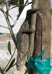 Bradypodion occidentale