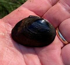 Pleurobema strodeanum