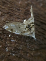 Trichophysetis cretacea
