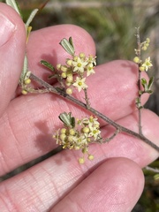 Pomaderris angustifolia