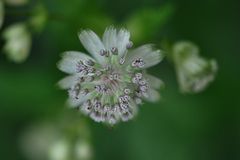 Astrantia major