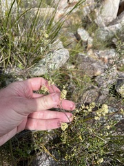 Pomaderris angustifolia