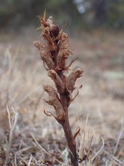 Orobanche alba