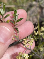 Pomaderris angustifolia