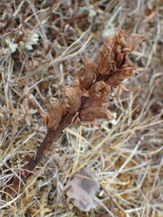 Orobanche alba