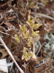 Thymus serpyllum