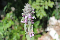 Stachys germanica