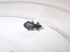 Brachyderes incanus