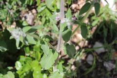 Stachys germanica