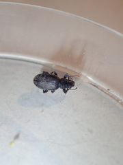 Brachyderes incanus