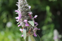 Stachys germanica