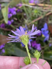 Olearia tenuifolia