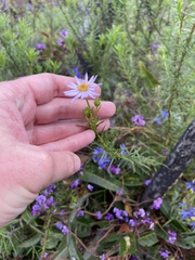 Olearia tenuifolia