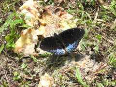Lexias cyanipardus