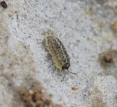 Armadillidium versicolor