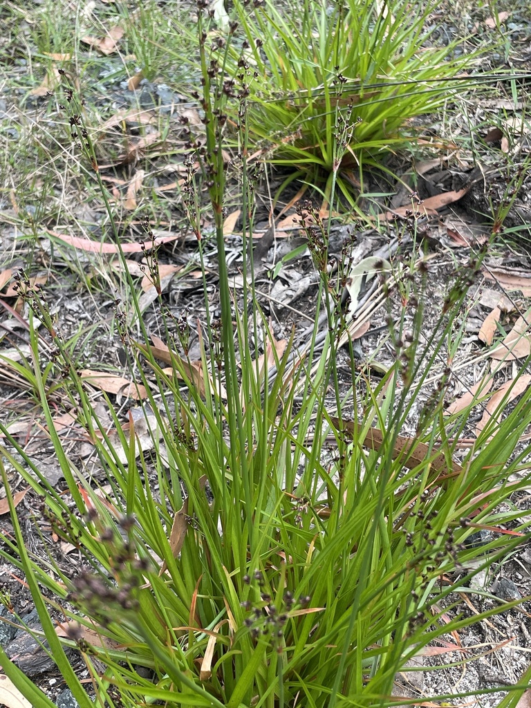 rushes from Beowa National Park, Eden, NSW, AU on October 16, 2022 at ...