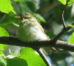 Phylloscopus trochiloides